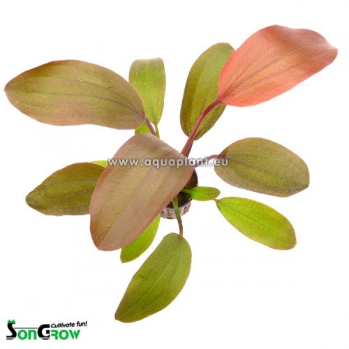 Echinodorus Hot pepper en pot